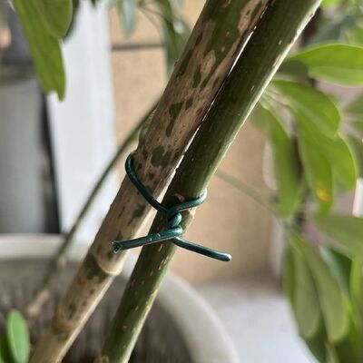 Dark Green Flexible Plant Ties 30m 45m Garden Plant Training Wire 1mm 1.5mm 2.0mm — image 3