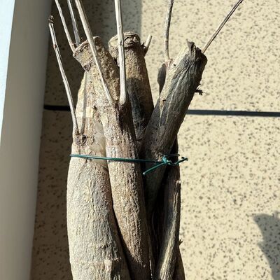 Garden Plant Training Wire Soft Garden Metal Wire Green Plastic Coated Garden Wire 2mm 1mm 1.5mm — image 3